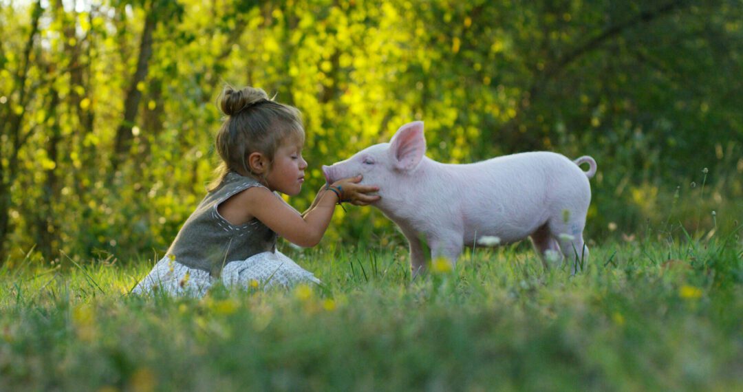 Schweinehund, Tierkommunikation, Karma Arbeit
